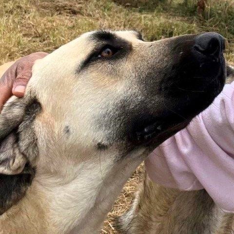 Adult Kangal for Sale