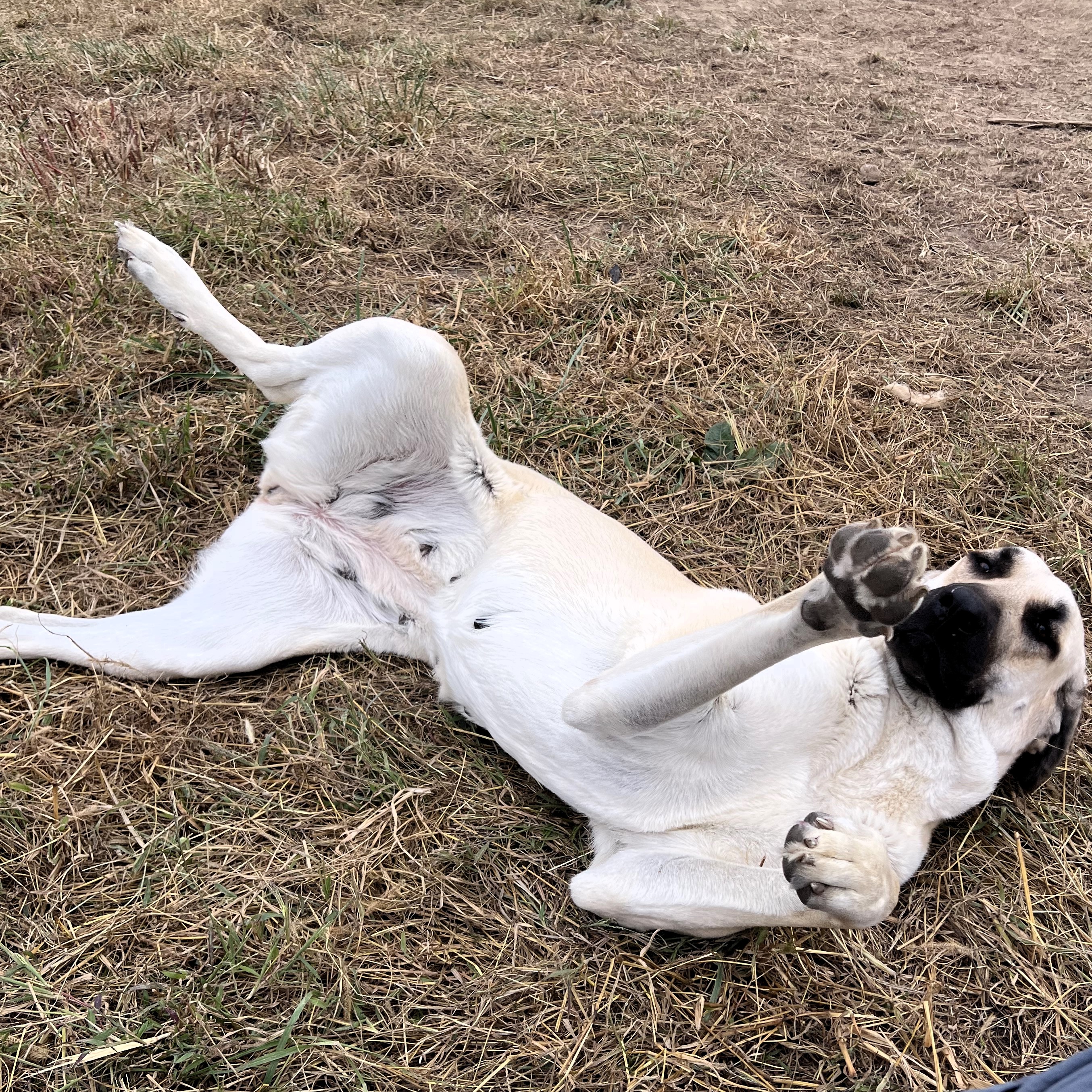 Adult Kangal for Sale 2023