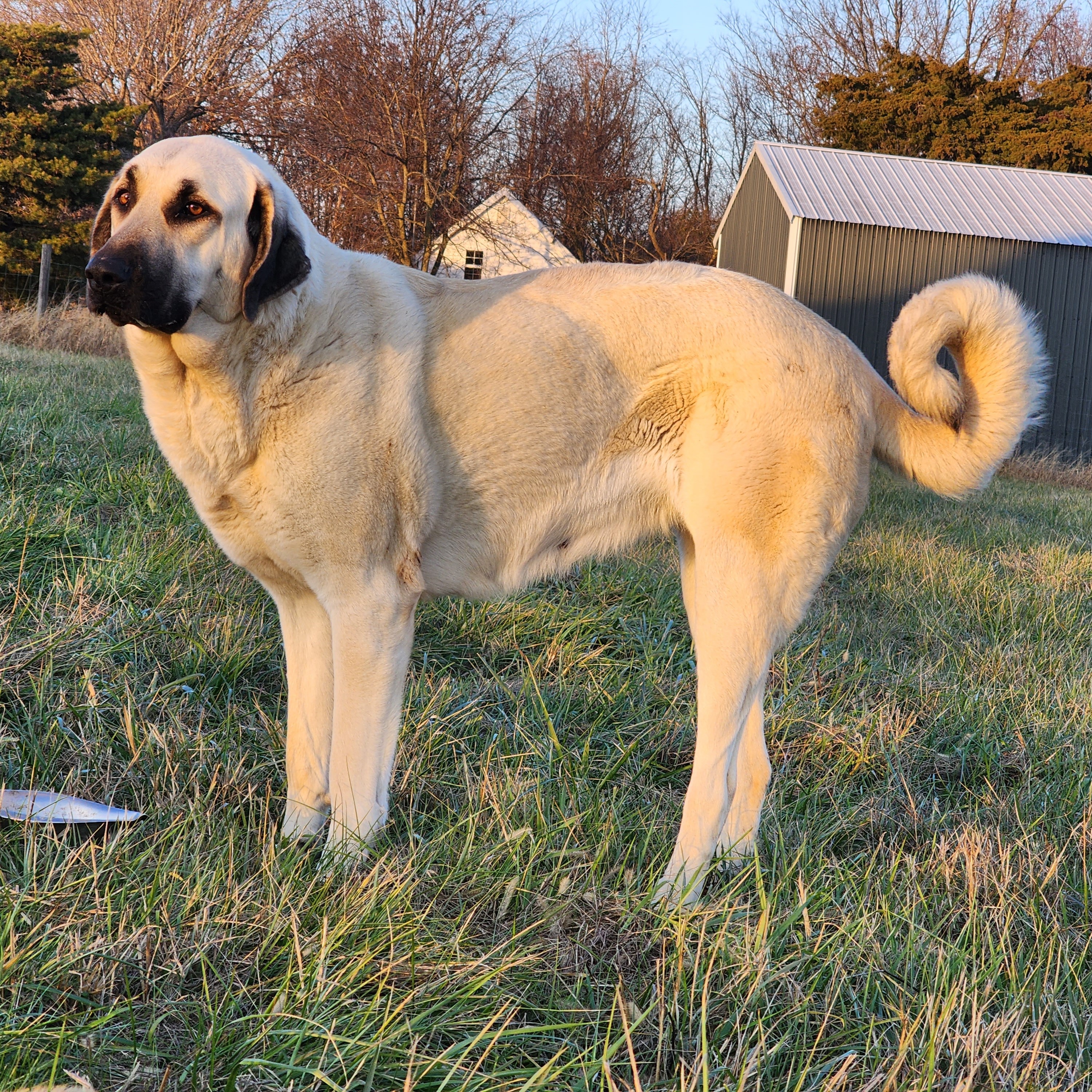Adult Kangal for Sale