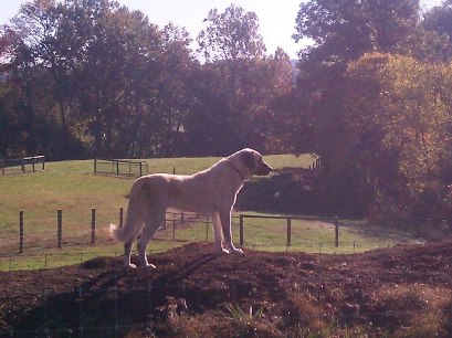 Kangal Dog