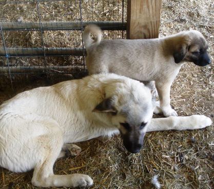Kangal Dog