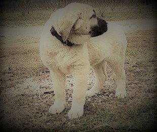 Kangal Female Puppy