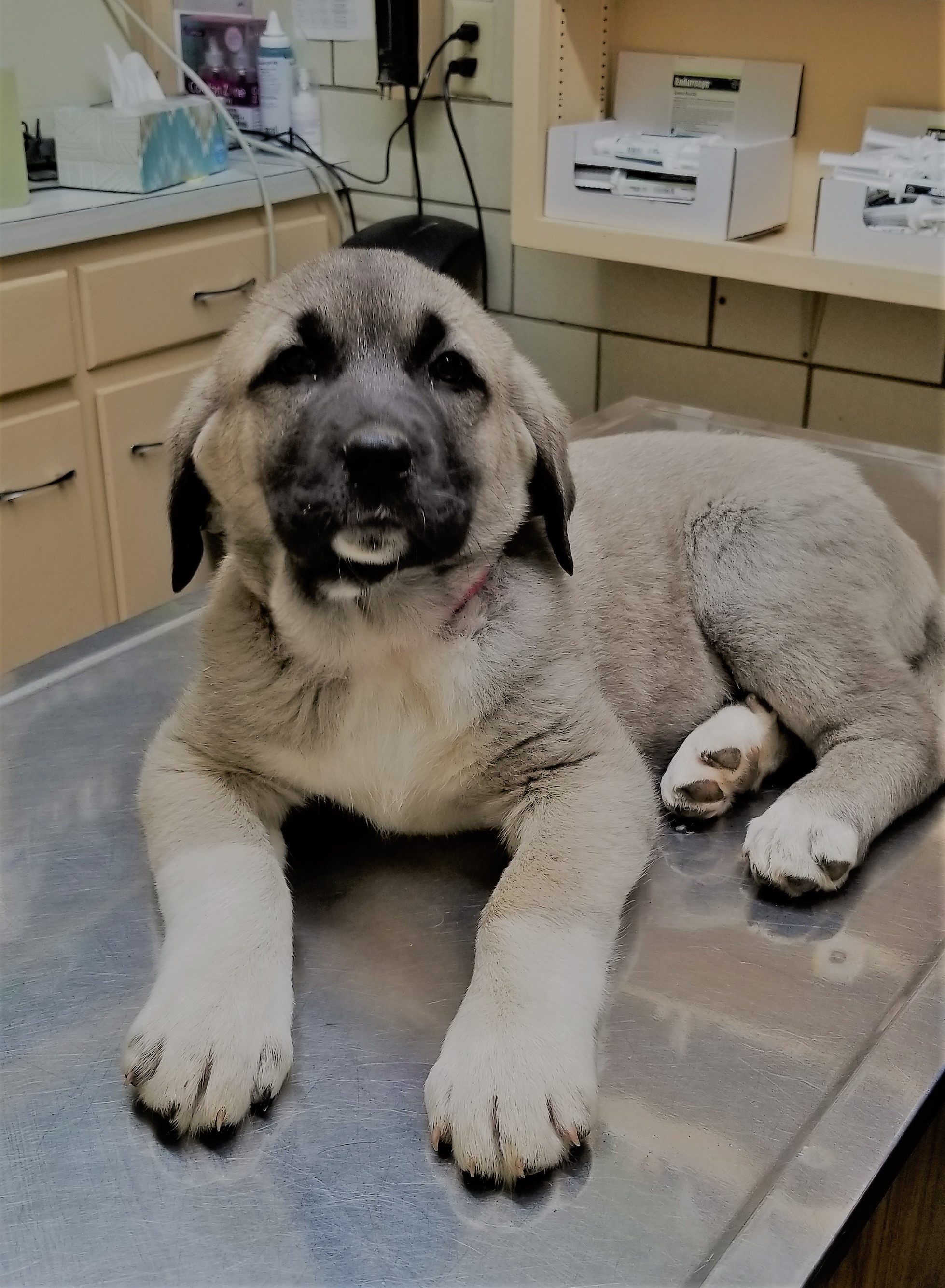 Kangal puppy