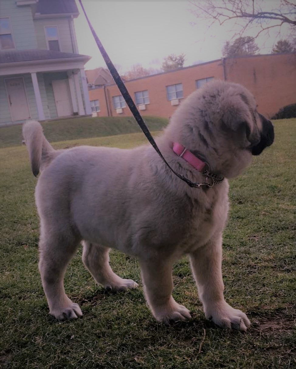 Kangal puppy