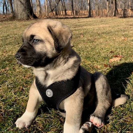 Kangal puppy