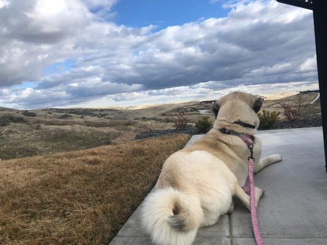 Kangal adult