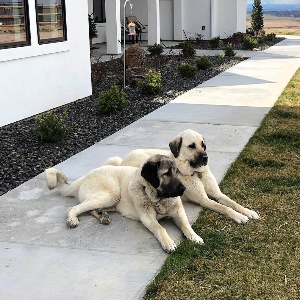 Kangal Guardians