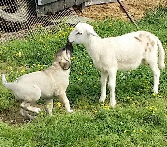 Kangal Pup