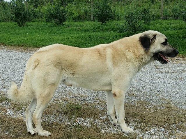 Kangal For Sale Near Me