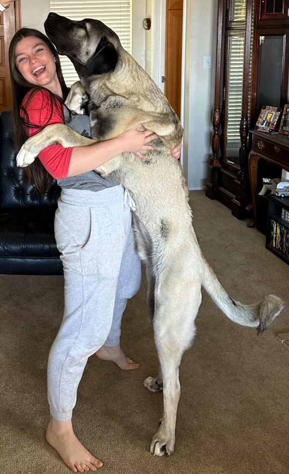 Tall Kangal Puppy