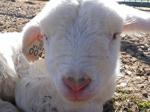 katahdin lamb