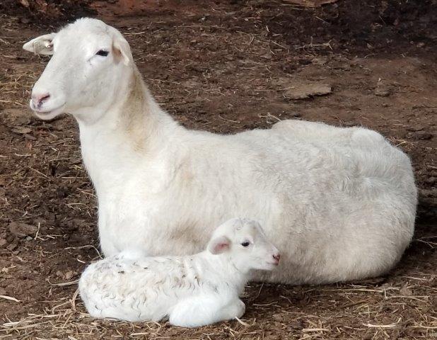 katahdin ewe