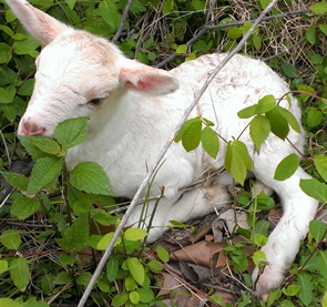 Katahdin lamb
