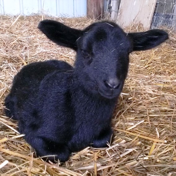 katahdin lamb