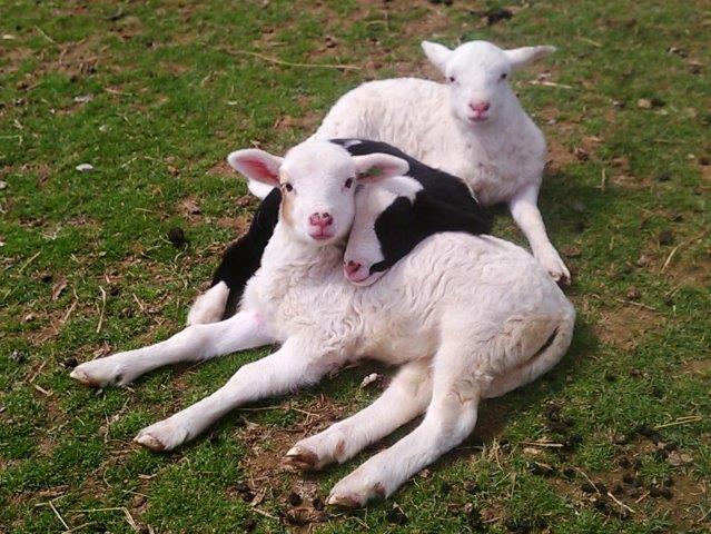 katahdin lambs
